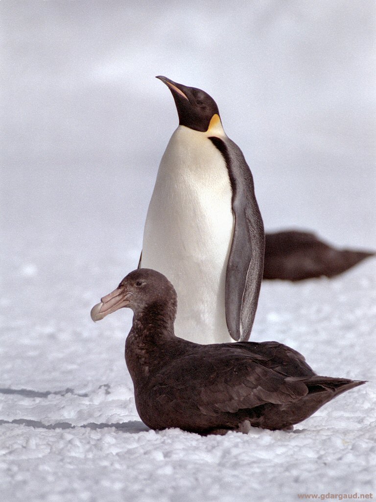 Emperor Penguin Predators