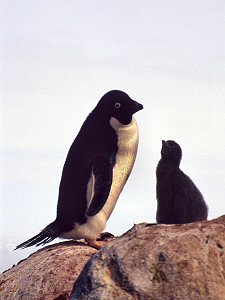 Adelie penguin and its chick