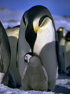 Emperor penguin nudging its chick