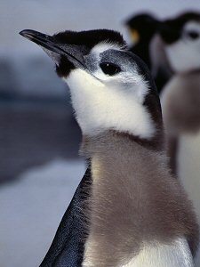 Emperor penguin chick fledging in spring