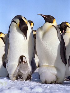 [Emperor146.jpg]
Emperor penguins showing off their chicks in various positions.