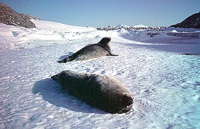 [Seals.jpg]
Two Weddell seals bathing in the sun near the airstrip.