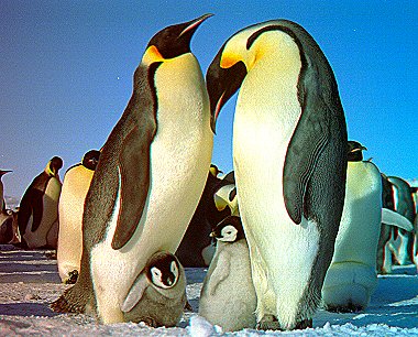 [TwoEmperorsWithChicks.jpg]
Emperor penguins with chicks