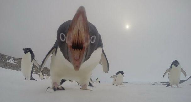 [NootNoot.jpg]
Another sudden close up of a penguin mouth (not my pic, author unknown)