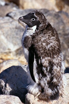 [AdelieFeathering.jpg]
An adelie penguin moulting in autumn.