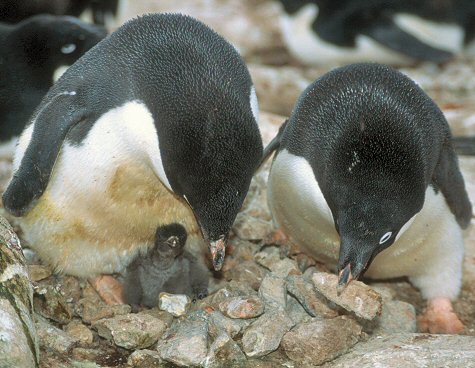 [AdelieNestMaking.jpg]
A breeding pair of adelie penguins adding rocks to their nest to keep their newborn chick out of the seeping water.