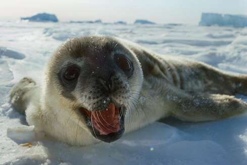 seal animal. Right: A young seal underwater