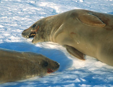 [CrabSeal.jpg]
Couple of crab-eater seals (Lobodon carcinophagus).