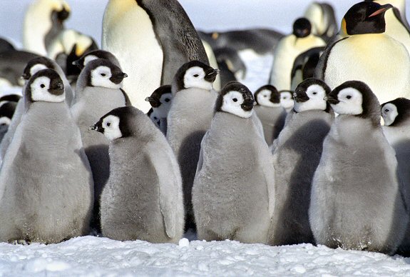 [Creche.jpg]
A creche of emperor penguin chicks in early spring.
