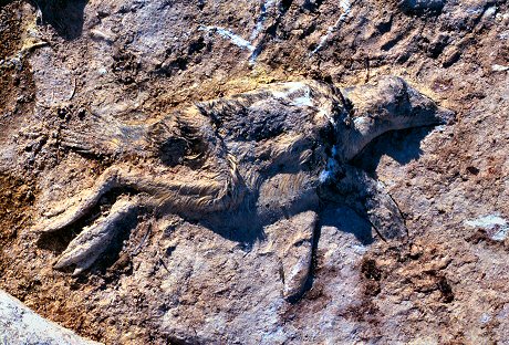 [DeadPenguin.jpg]
Un cadavre de manchot adélie en passe de fossilisation.