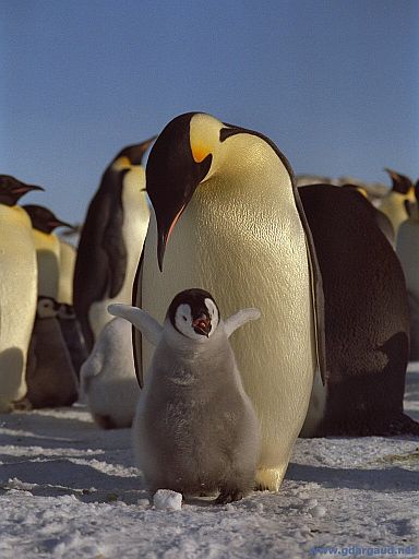Emperor chick requesting his dinner. Hear the call of a female emperor penguin.