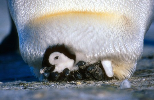 [EmperorChickPouch.jpg]
A emperor chick resting comfortably under its parent's pouch.