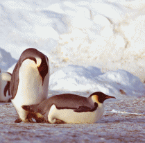 [EmperorMating.gif]
An exceptional picture of two emperor penguins mating.