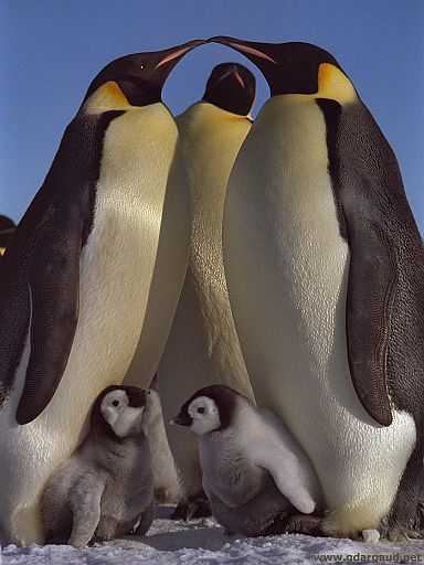 [EmperorsWithChicks.jpg]
Breeding pair of emperor penguins with their chicks warmly stuck under their belly. After I took this picture, the right chick started beaking the left one. Nasty little bugger ! Sound effect: male emperor penguin.