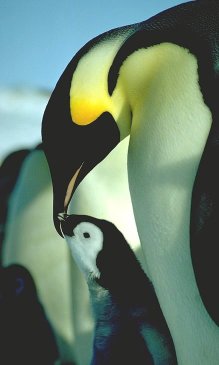 [FeedChick.jpg]
Emperor penguin (Aptenodytes Forsteri) chick asking for food. It starts by going 'Piu!', 'Piu!' with a head motion from front to back. Then when the adult looks down, the chick touches its beak which triggers a feeding reflex. Sound effect: emperor penguin chick.