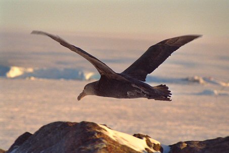 [GiantPetrelFly.jpg]
A giant petrel in flight. They can fly in storms without problem, but if there's no breeze, they are so big that they can't take off.