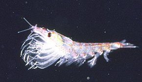 [Krill.jpg]
Un Krill, une petite crevette qui constitue l'élément principal du repas des manchots.