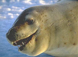 [LeopardSeal.jpg]
The infamous leopard seal (Hydrurga leptonyx), the main predator of Adelie penguins at sea.