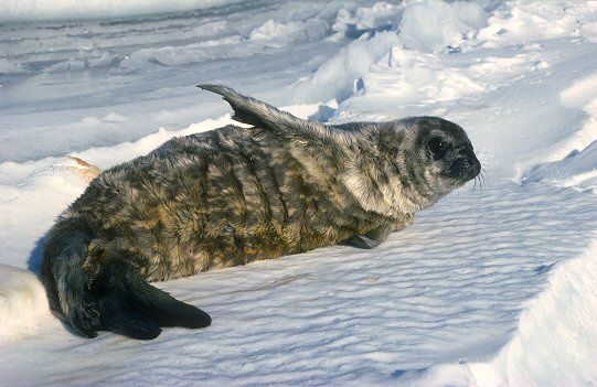 [NewbornSeal.jpg]
A newborn Weddell seal, still wrinkled from the womb, opens his eyes to the world.