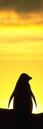 [PenguinSun.jpg]
Adelie penguin standing on his nest. Sound effect: adelie penguin chick.