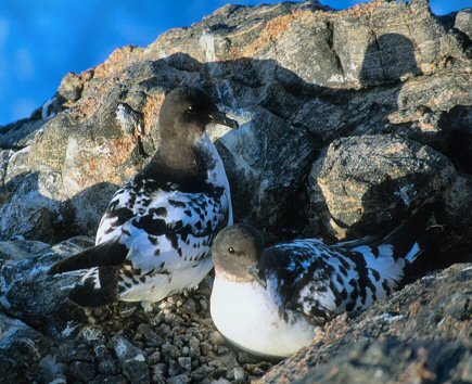 [PetrelsCape.jpg]
Cape petrels on their nest. They nest on higher rocks, in the open, a couple hundred meters from the base.