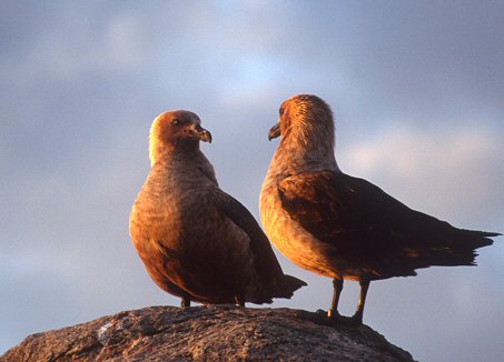 [SkuasOutcrop.jpg]
Couples of skuas perched on higher rocks looking for some lone penguin egg or chick for dinner.