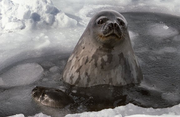 [WaterSeals.jpg]
Two adults in their 'seal hole'. They normally use cracks in the ice, but they can also drill a hole with their teeth if need be.