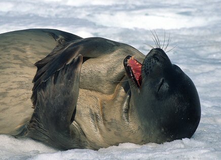 [WeddellSeal.jpg]
Weddell seal (Leptonychotes weddelli) bathing in the sun near Terra Nova Bay.