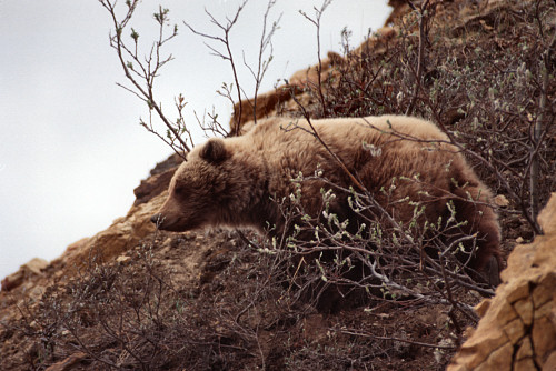 [Grizzly.jpg]
Another kind of local animal not so easy to catch by hand is the grizzly bear. I was lucky enough to see this young one during a bike trip in Denali National Park in spring. There's a reason why cyclists in AK are called Meals-on-Wheels...