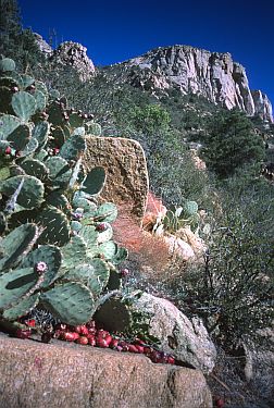 [GraniteMountainCactusPear.jpg]
A stack of delicious (but dangerous) prickly pear cactus with Granite Mountain in the back.