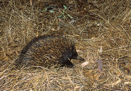 [Echidnea.jpg]
A spiny echidna, a cousin of the platypus. Those strange animals form the monotreme class and they lay eggs while still being considered mammals.