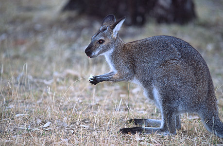 [Kangaroo.jpg]
Kangaroo enjoying lunch.