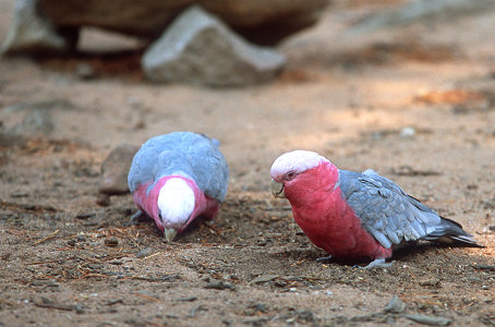 [ParrotsEatingOnGround.jpg]
Galah cockatoo (also called Rose-Breasted cockatoo) eating wattle seeds on the ground.