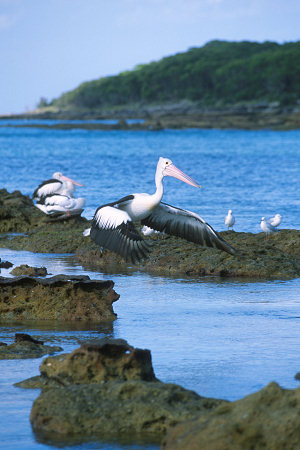 [PelicanTakeOff.jpg]
Pelican taking off.