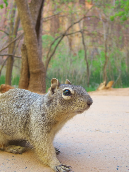 [20190427_153014_Zion.jpg]
The squirrels are very tame, probably asking for food to whoever passes nearby.