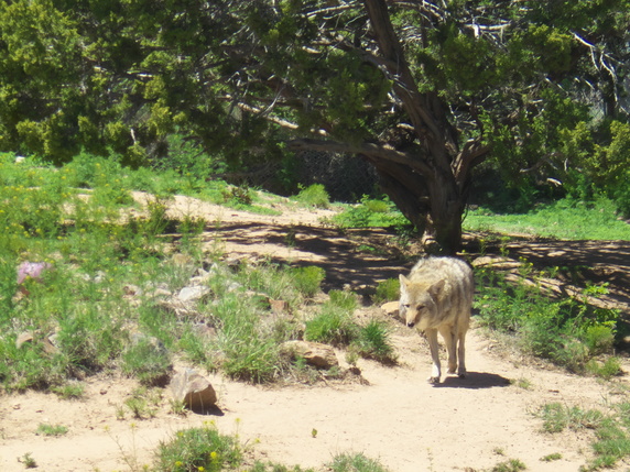 [20190501_115646_AnimalsZoo.jpg]
A fat coyote walking around, looking for unaware little kids to eat.