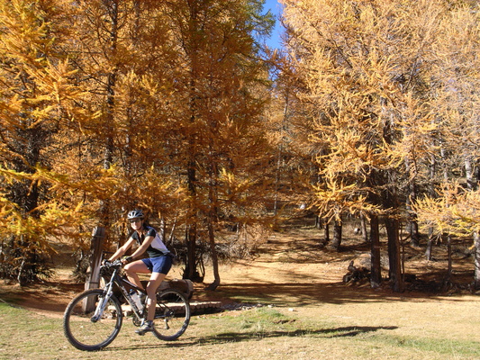 [20061030-155310-BikeYellowLarch.jpg]
Mountain biking in the middle of a larch tree forest, the only kind of conifer (pine tree) which looses its needles for the winter (also known as a deciduous tree), turning beautiful golden colors in autumn.