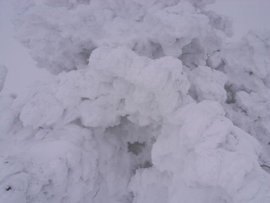 [20070324-143247_FrozenTree.jpg]
A frost covered tree on a ski attempt on Chamechaude that ended up in a snowstorm.