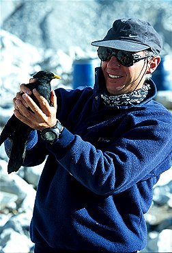 [Chouca.jpg]
Tonino, bored, captures a couple choucas and crows with a trap. A couple pictures, a few gnawed fingers, and they are set free.