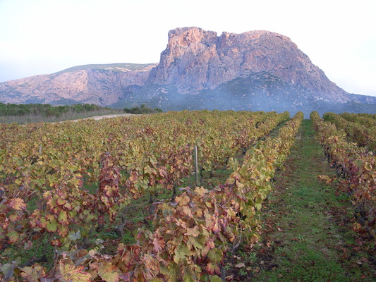 [20061111-090518-GozziVP1.jpg]
The cliff of Gozzi dominating the vineyards in the backcountry of Ajaccio.