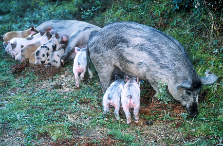 [Corsica_WildPiglets.jpg]
Piglets and sows by the side of the road.