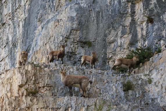 [20110411_163704_Chamois.jpg]
Mountain goats.