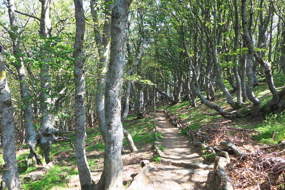 [20130715_114645_3becsVTT.jpg]
Ha, finally the trail gets nicer. For a short while, before turning back to steep rocky broken traverses.