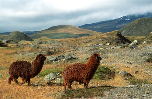 [Alpaga.jpg]
An animal easier to see in the great plains, the Alpaga, a close cousin for the llama. Its wool is used to make high quality sweaters. Nice and comfortable souvenirs.