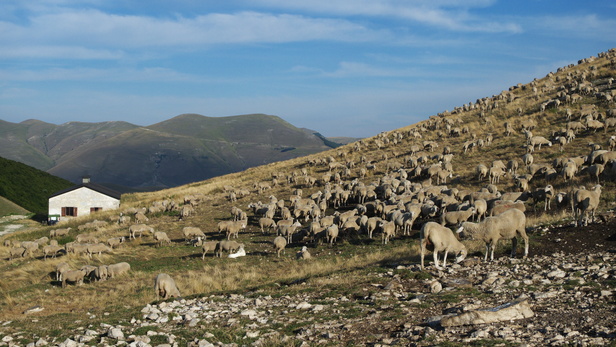 [20100819_080721_PizzoDiavolo.jpg]
Plethora of sheep on the start of the trail.