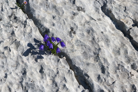 [20110812_181413_PrimaSpalla.jpg]
Hardy flower growing in limestone.