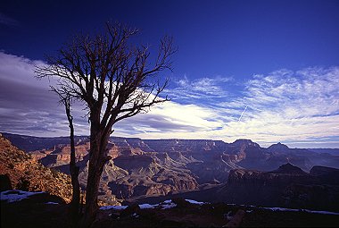 [CanyonTree.jpg]
Trees on the hike down the South Kaibab trail, Grand Canyon NP. Nice trail, and I so much enjoyed stepping in mule dung and piss for hours...