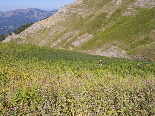 [20080814_085758_Scarpa_RumexField.jpg]
Crossing a field of Rumex, chenopodium, thistle and nettle, all connected by large spiderwebs. They are all edible (excluding the spiders).