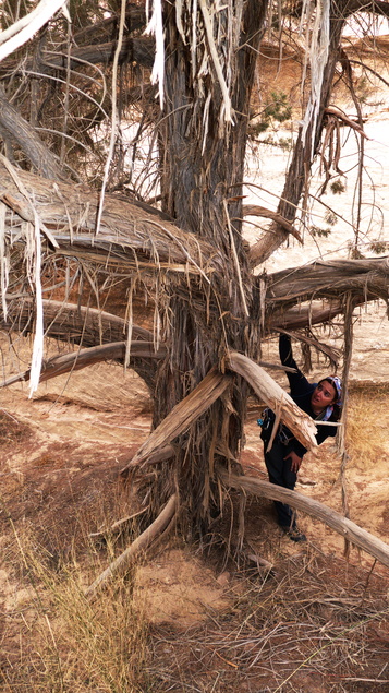 [20111106_100436_HammadsRoute.jpg]
Up on the plateau there are only a few rare hardy trees like this old and undisturbed Juniper (which the bedouins call 'aral') whose bark comes off in long ribbons (insert Office 2010 joke here). Did you know that Jennifer and Juniper come from the same root ? Linguistically, that is.