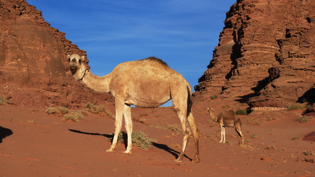 [20111110_153419_Camels.jpg]
Dromedaries between rock structures. There are no wild dromedaries in Arabia anymore, they all belong to some bedouins or others.